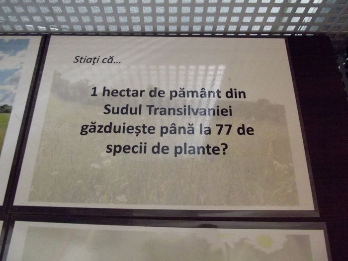 DSCF9397 - A-3---sibiu