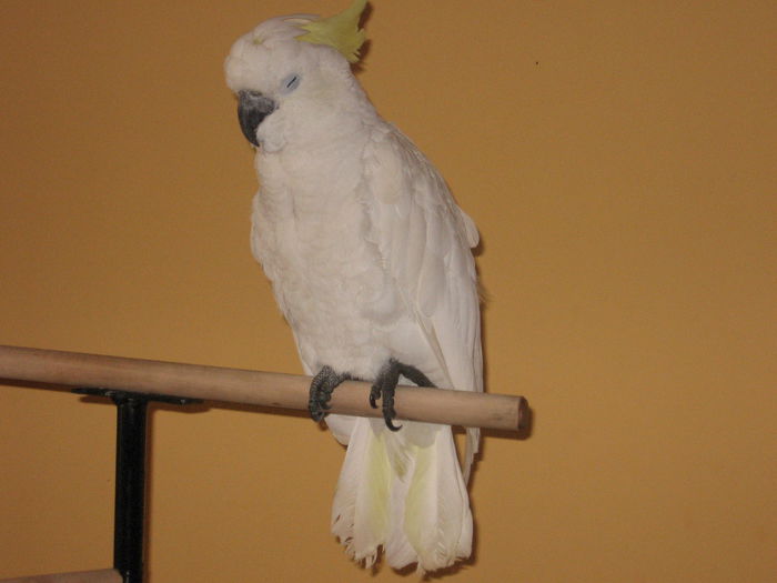Picture 101 - papagal kakadu