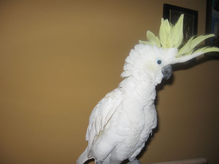 Picture 114 - papagal kakadu