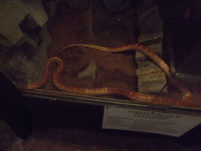 DSCF8317 - expozitie reptile sibiu