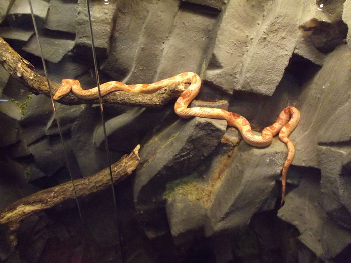 DSCF8318 - expozitie reptile sibiu