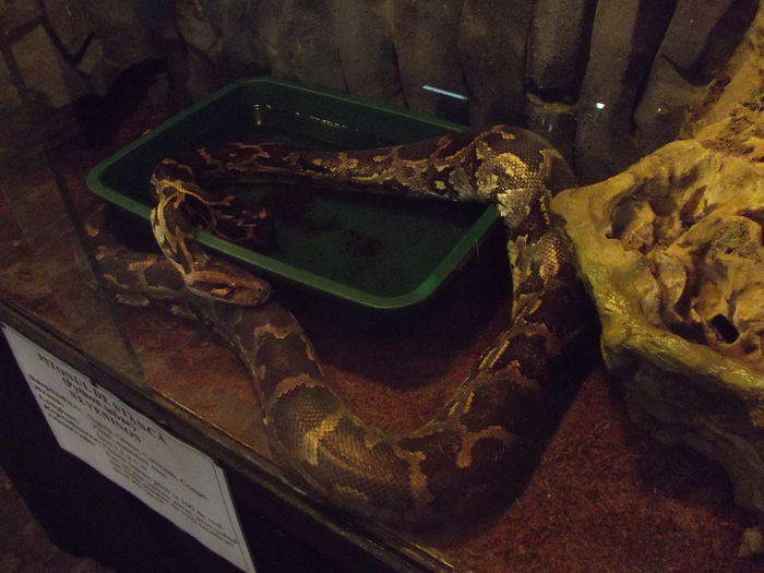 DSCF8320 - expozitie reptile sibiu