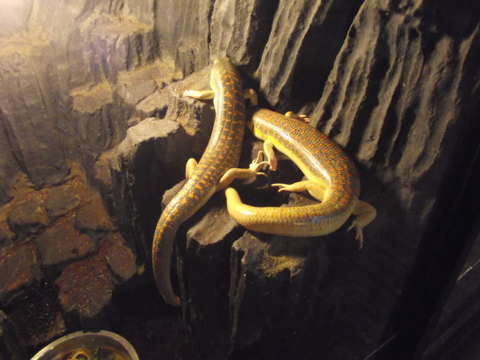 DSCF8333 - expozitie reptile sibiu