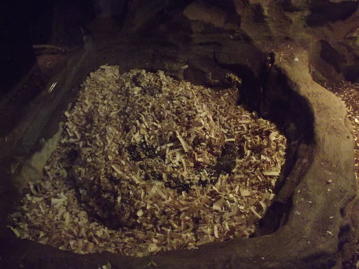 DSCF8337 - expozitie reptile sibiu