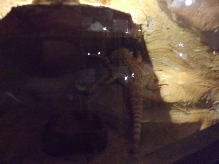 DSCF8339 - expozitie reptile sibiu