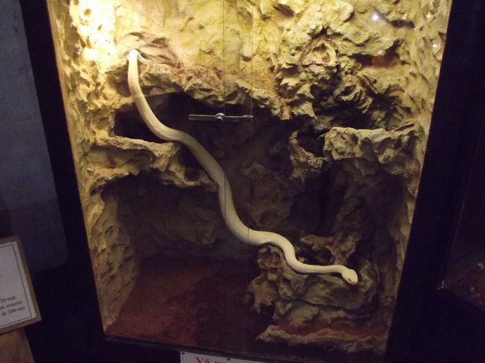 DSCF8344 - expozitie reptile sibiu