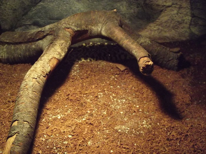 DSCF8348 - expozitie reptile sibiu