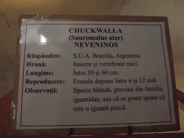 DSCF8351 - expozitie reptile sibiu