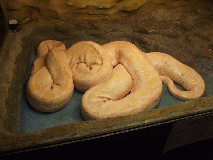 DSCF8355 - expozitie reptile sibiu