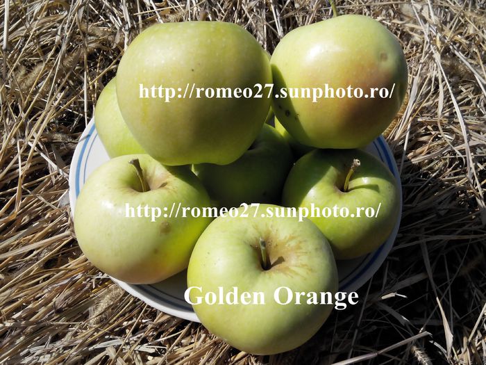 2014914130727 - Mar Golden Orange