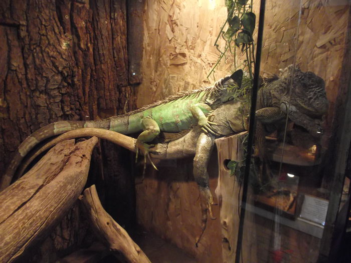 DSCF8363 - expozitie reptile sibiu