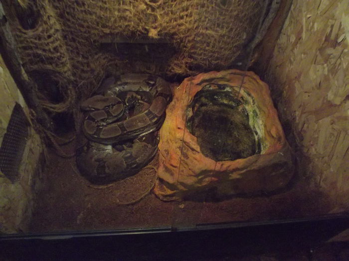 DSCF8365 - expozitie reptile sibiu