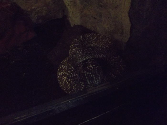 DSCF8371 - expozitie reptile sibiu