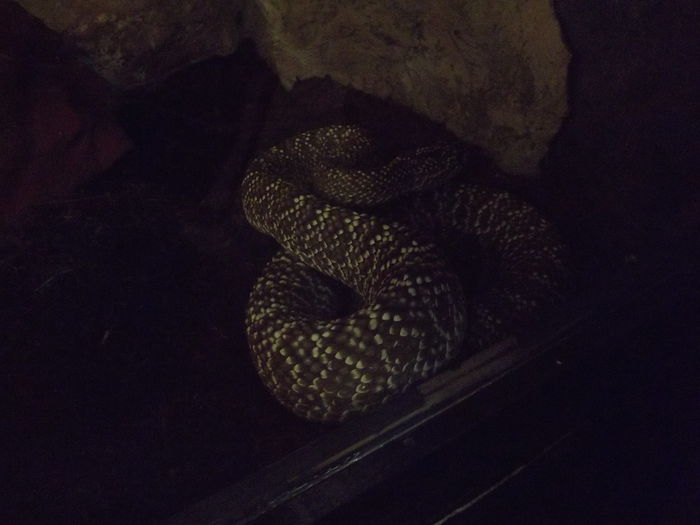 DSCF8372 - expozitie reptile sibiu