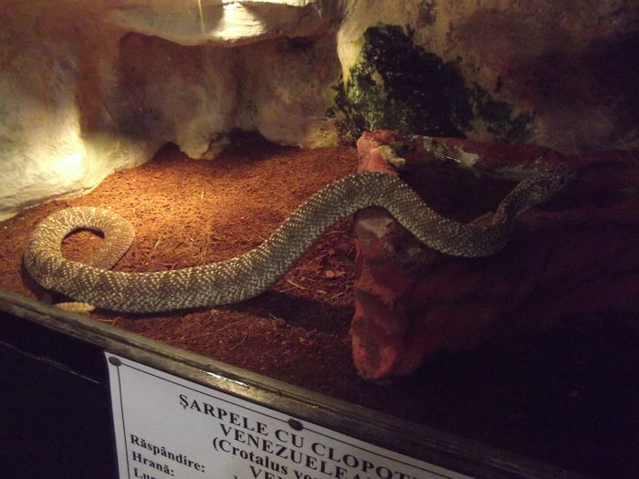 DSCF8373 - expozitie reptile sibiu