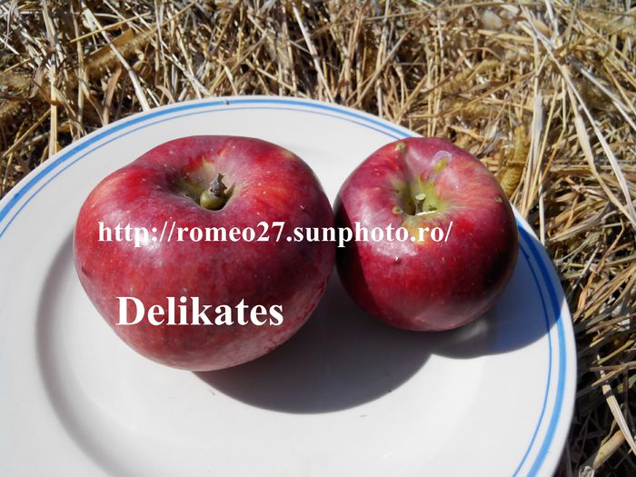 1 - Mar Delikates