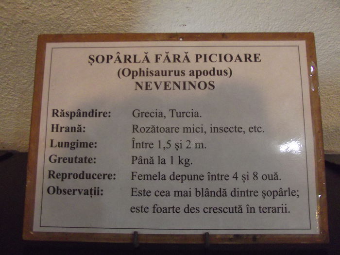 DSCF8378 - expozitie reptile sibiu