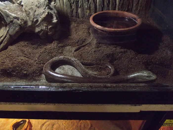 DSCF8379 - expozitie reptile sibiu