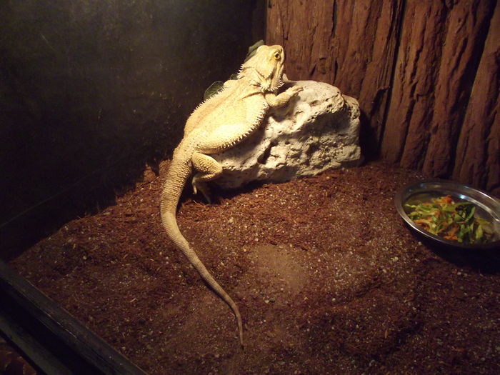 DSCF8393 - expozitie reptile sibiu