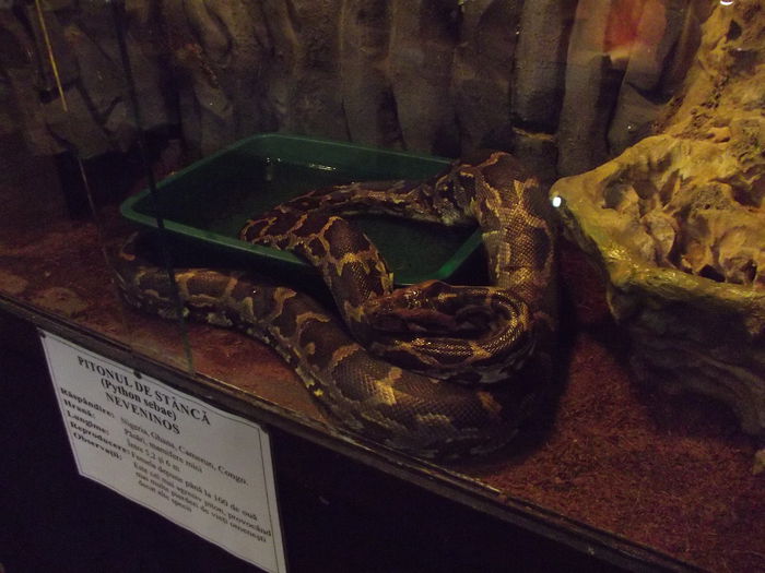 DSCF8408 - expozitie reptile sibiu