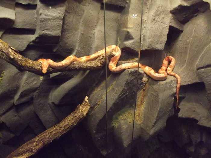 DSCF8409 - expozitie reptile sibiu
