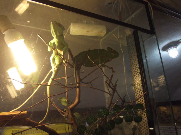 DSCF8413 - expozitie reptile sibiu