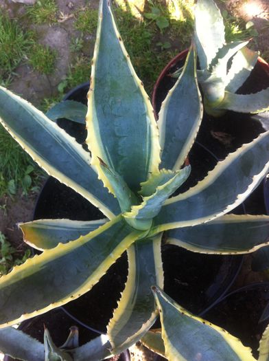 image - AGAVE