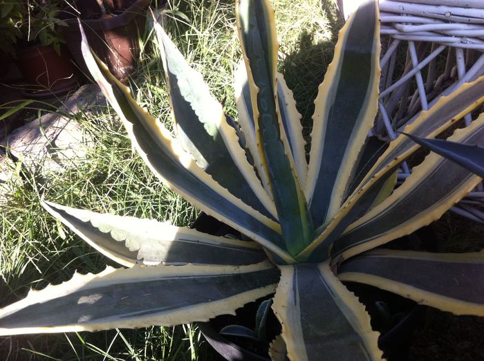 image - AGAVE