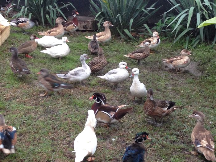La gramada - RATE EXOTICE-exotic ducks
