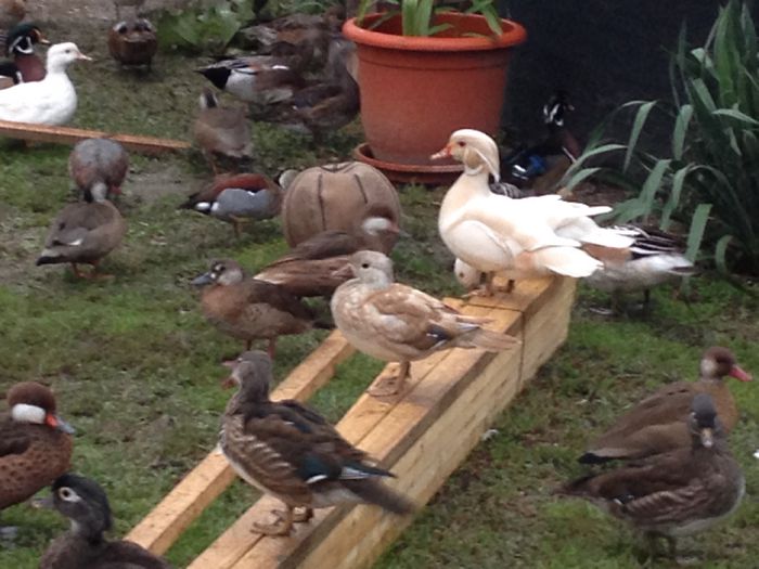 Dimineata pe racoare - RATE EXOTICE-exotic ducks