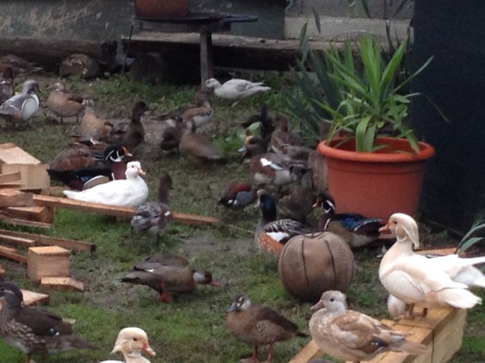image - RATE EXOTICE-exotic ducks