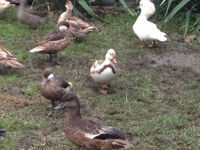 image - RATE EXOTICE-exotic ducks