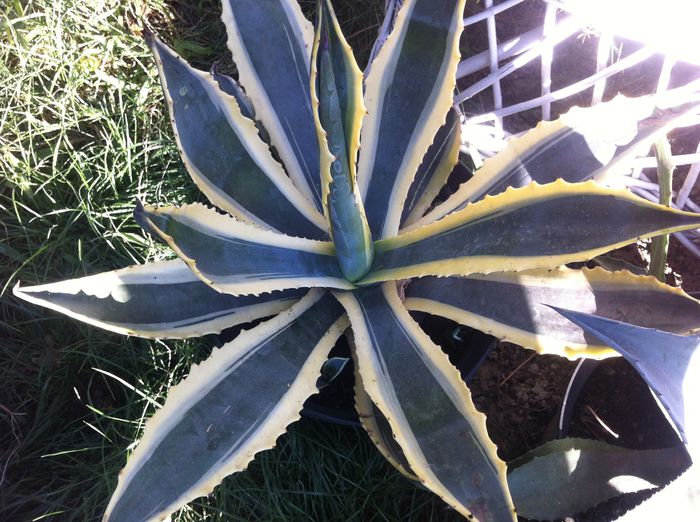 image - AGAVE