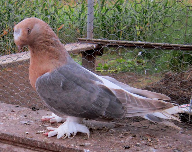 4 - Porumbei din Turcia