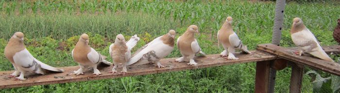 11 - Porumbei din Turcia