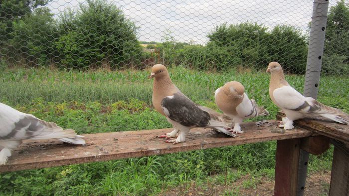 13 - Porumbei din Turcia