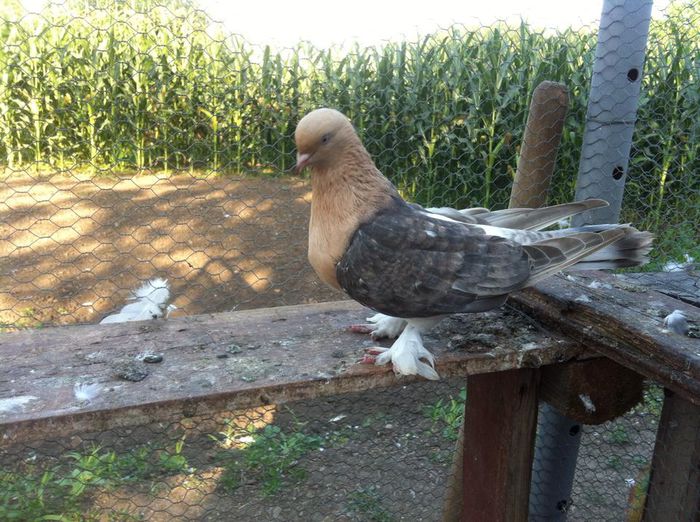 1393695_10202497588144726_5955547560781731190_n