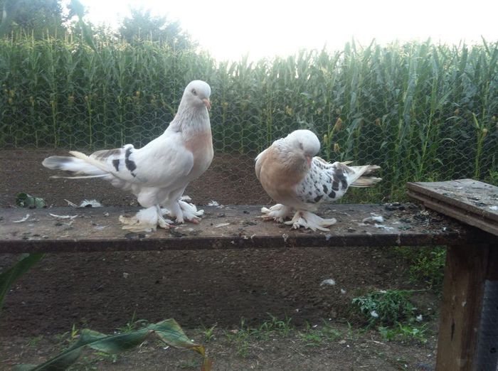 1609723_10202470864916662_618942484827323799_n