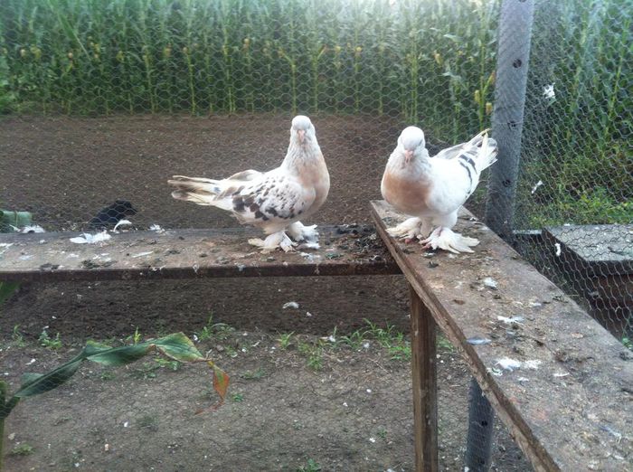 10421266_10202470864596654_1394135996511657004_n