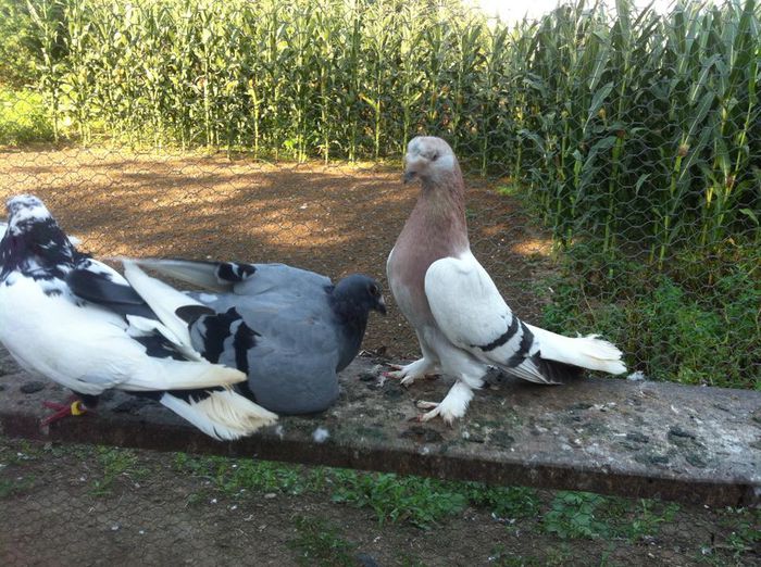 10429314_10202497570544286_3408840345731732651_n