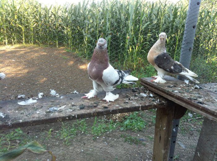 10470829_10202497578104475_2596993590177495995_n