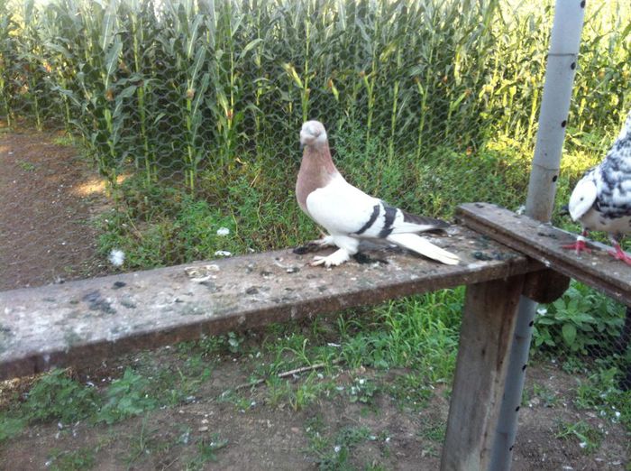 10525609_10202497570264279_2715952797213015201_n