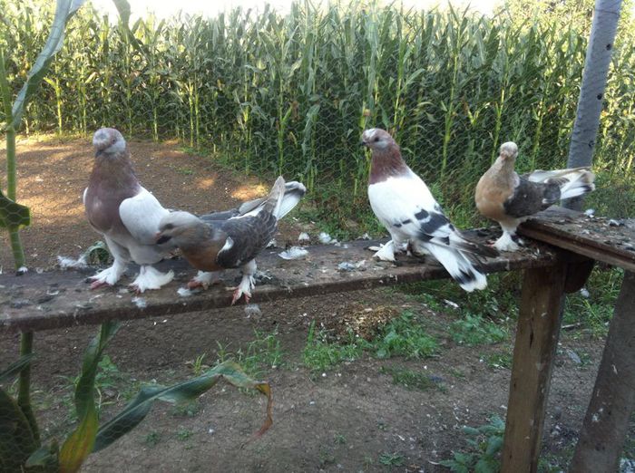 10537029_10202497577304455_5115355827876263064_n