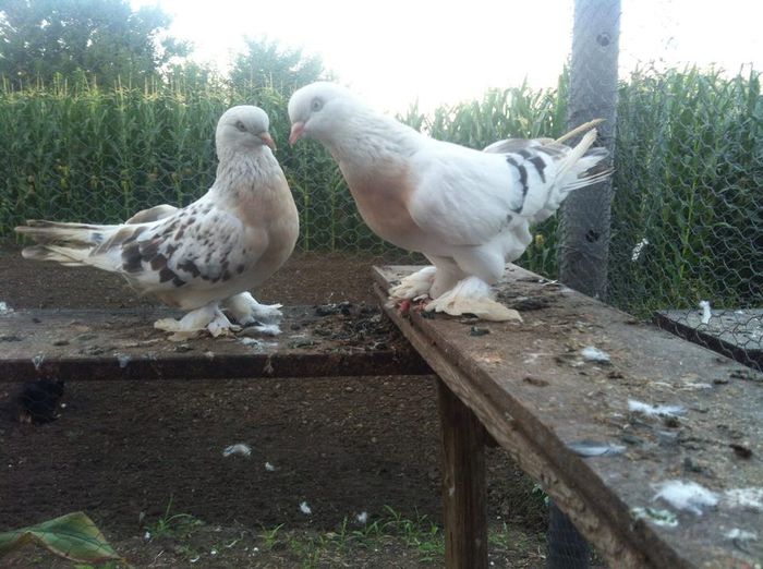 10553541_10202470864076641_78012860132550315_n