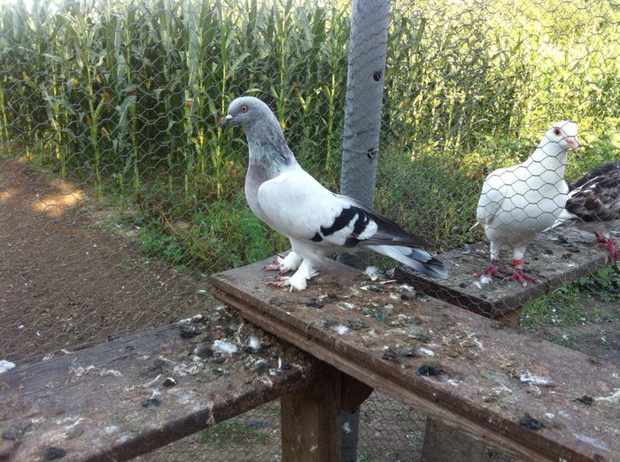 10569092_10202497583864619_6072385539224626828_n