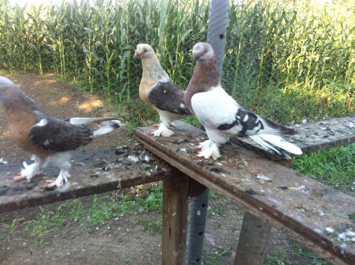 10570464_10202497581584562_4545788493995034449_n