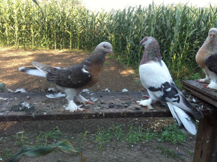 10593134_10202497577544461_307895597399640996_n