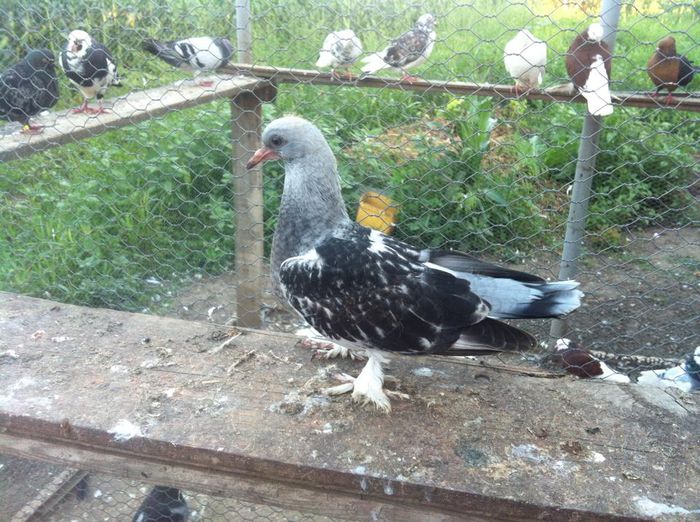 rf - Porumbei din Turcia