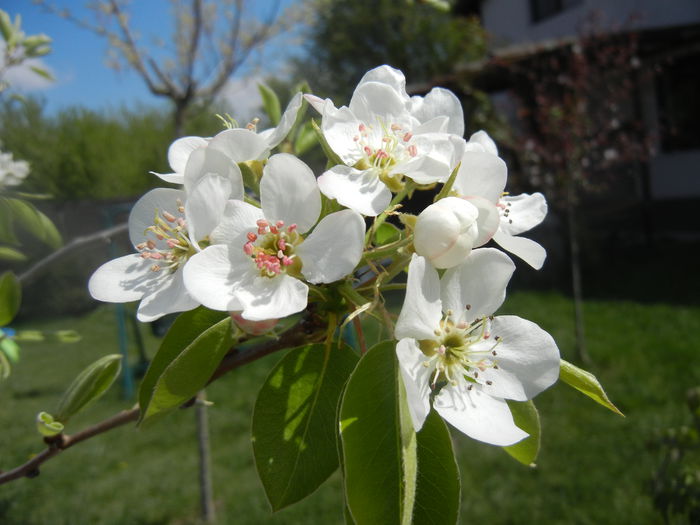 Pear Tree Blossom (2014, April 08)