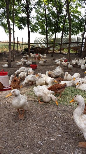 20140916_114239 - OFERTA PRODUSE DE LA TARA - PASARI DE CURTE